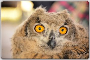 Eurasian Owl Eyass (2).jpg
